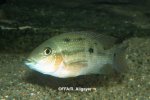 Amphilophus alfari femelle